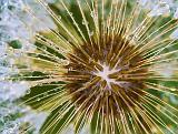Wet Seedy Dandelion_49252